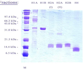 Figura 3.6. Verifica della purezza delle frazioni corrispondenti alle proteine istoniche mediante SDS-PAGE