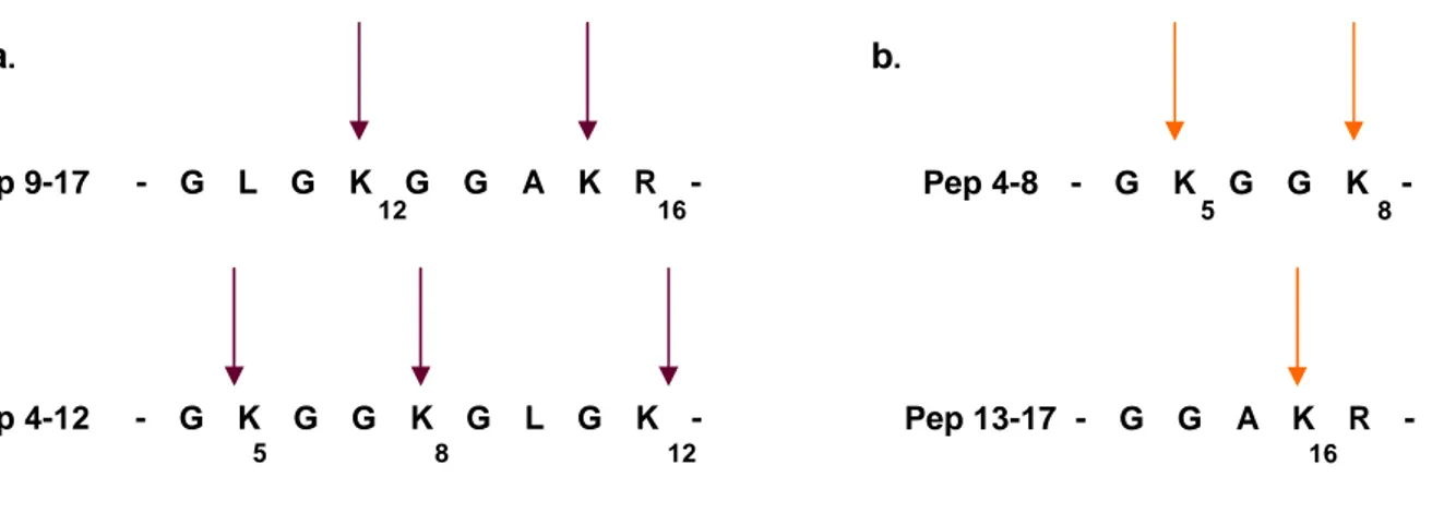 Figura  3.8.  Sequenza  e  possibili  siti  di  acetilazione  dei  peptidi  avente  massa  molecolare  927.5385  (a.)  e  530.2933 (b.)