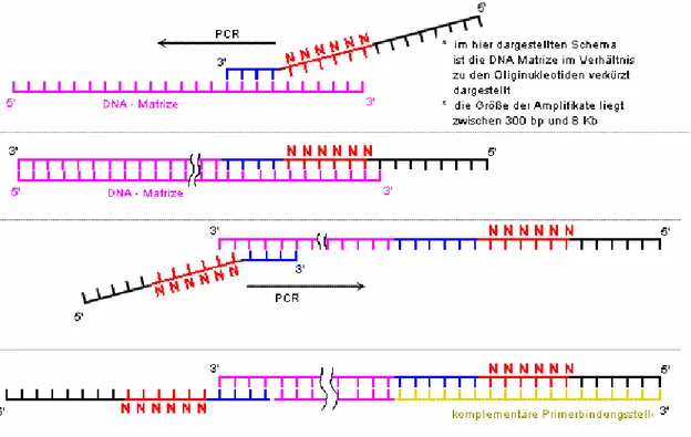 Fig. 10 e 11  Primers e schema della DOP-PCR 