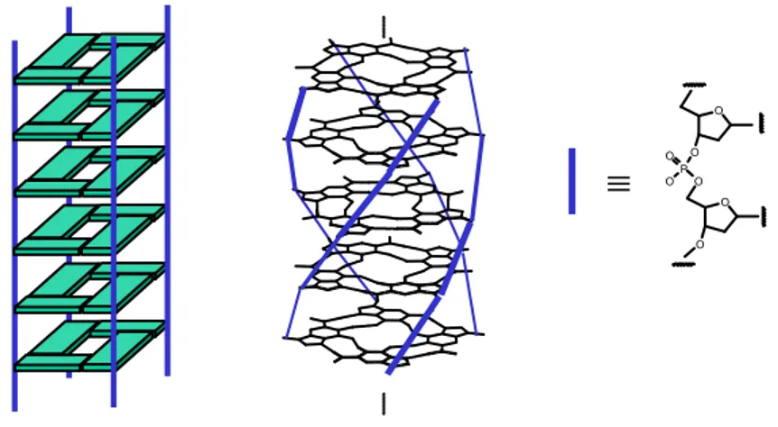 Figura 4.1.  Rappresentazione schematica dell’elica a quattro filamenti dell’acido poliguanilico.