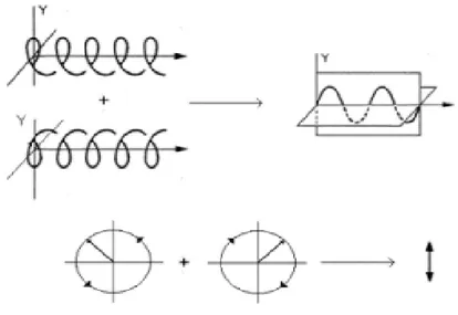 Fig 3.1 - Componenti di luce polarizzata circolarmente, destra e sinistra, si sommano per produrre luce  linearmente polarizzata (in alto, visualizzata nel piano della pagina, in basso perpendicolare al piano)