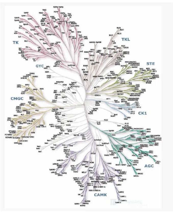 FIG 1: The kinase complement of the Human Genome 