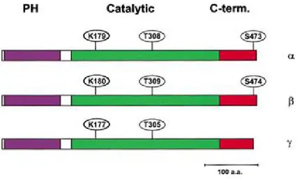 Fig 2 Akt1,2,3/PKBα,β,γ Structure                        