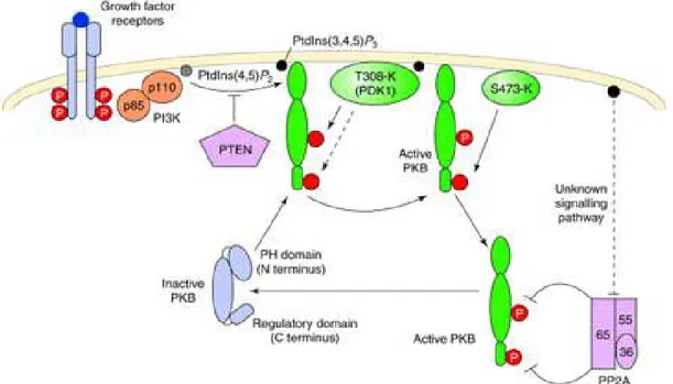 Fig 4 Proposed model for PKB/Akt regulation by receptor tyrosine kinases. 