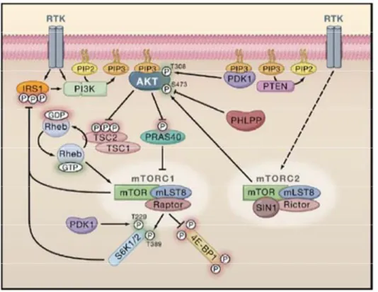 Fig 5 Upstream activation of Akt  by growth factors 