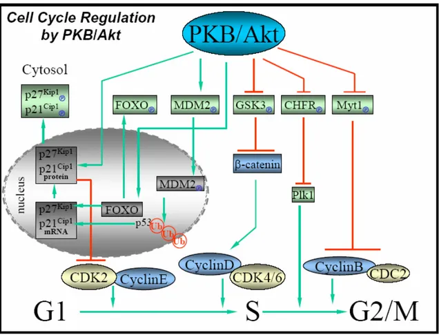 Fig 9 Akt e la regolazione del ciclo cellulare   Brazil  et al, Trends Biochem Sci. 2004 29 : 233-42 