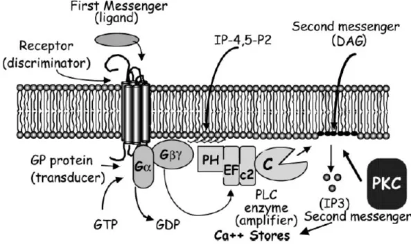 Figura 4. Via di segnalazione dei fosfoinositidi di membrana 