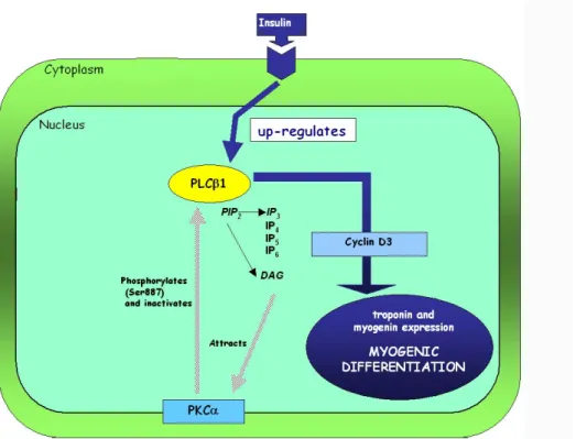 Figura 6. Ruolo della PLC-β1 nucleare nel differenziamento miogenico indotto da insulina, nella linea  cellulare murina C2C12 74 