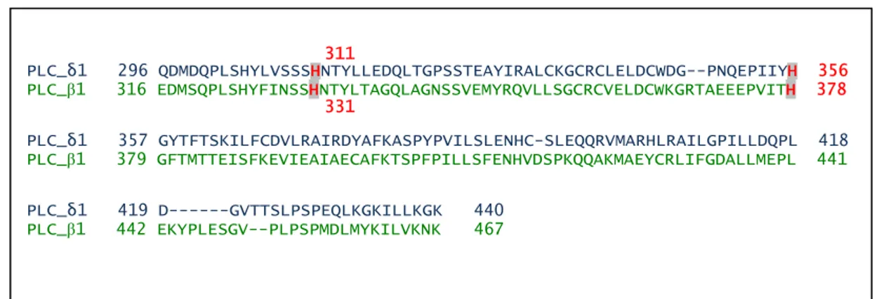 Figura 9. Allineamento  delle sequenze amminoacidiche dei dominii X della PLC-δ1 di ratto e della  PLC-β1 di ratto