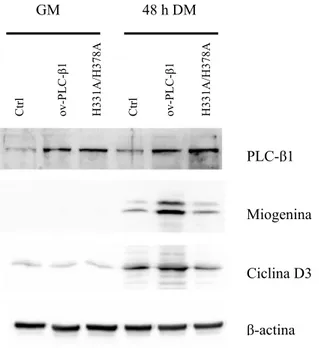 Figura 12. Effetti del mutante H331A/H378A  sui livelli di espressione dei marcatori di  differenziamento muscolare