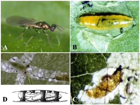 Figura 2.2 Schema del ciclo biologico di Diglyphus isaea. A, adulto; B, uovo; C, larva; D,  pupa (da Viggiani, 1964)