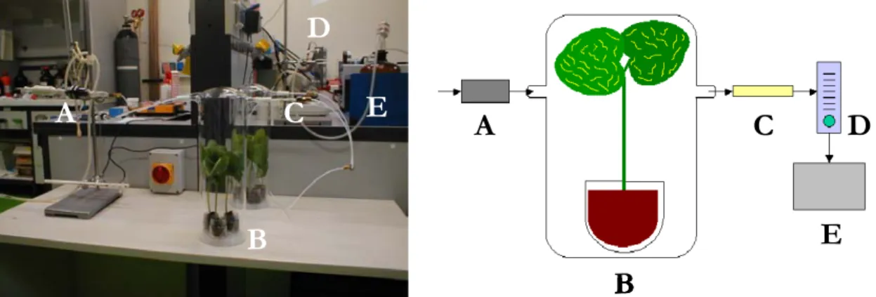 Figura 3.3 Tecnica di assorbimento delle sostanze volatili rilasciate dai campioni. A, filtro  molecolare e filtro a carboni attivi; B, recipiente di vetro in cui venivano confinate le  pian-te; C, cartuccia adsorbenpian-te; D, flussimetro; E, pompa aspira
