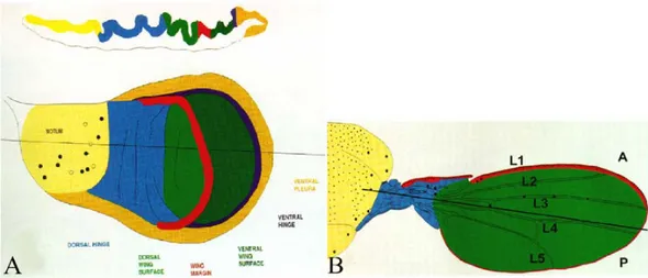 Figure 2 – Schematic representation of the wing imaginal disc at L3 instar (A) and of the  adult wing (B)