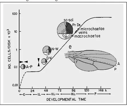 Figure 4 – Clonal restrictions and developmental times (from Garcia-Bellido and Mari-Beffa, 991)