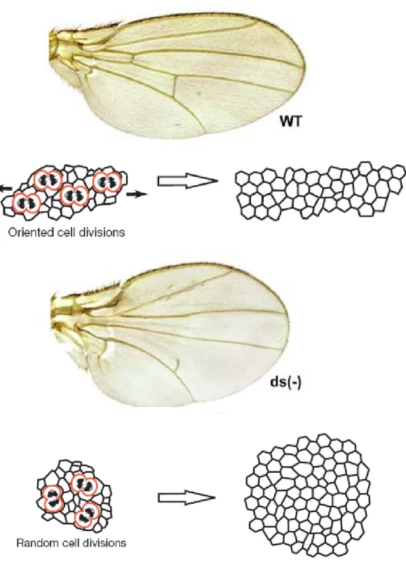 Figure 6 – Oriented Cell Division (OCD) vs Random Cell Division in the definition of organ shape