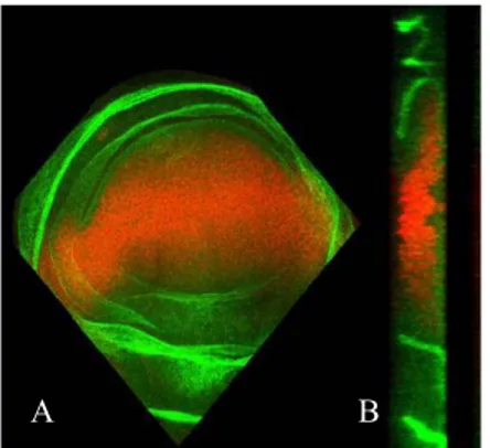 Figure 20 shows that vestigial, when ectopically expressed in proximal region,  can strongly repress Ds expression,