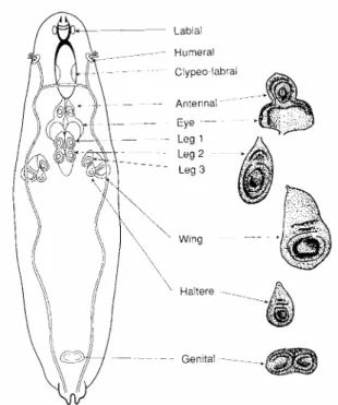 Figure 1 – Localization of the imaginal discs in the larva at the L3 instar (Bate e Martinez- Martinez-Arias, 1991)