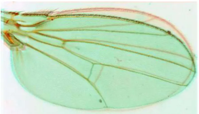 Fig. 32 - Effect of Ectopical Expression in Proximal and Distal regions 