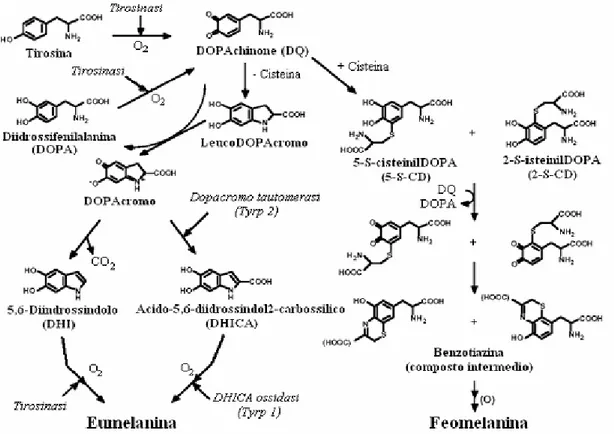 Figura 10: Chimismo della formazione della molecola di Eumelanina e Feomelanina.