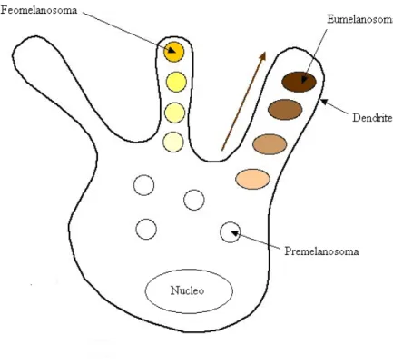 Figura 11: Melanocita con premelanosomi e maturazione degli stessi in feomelanina e in eumelanina.