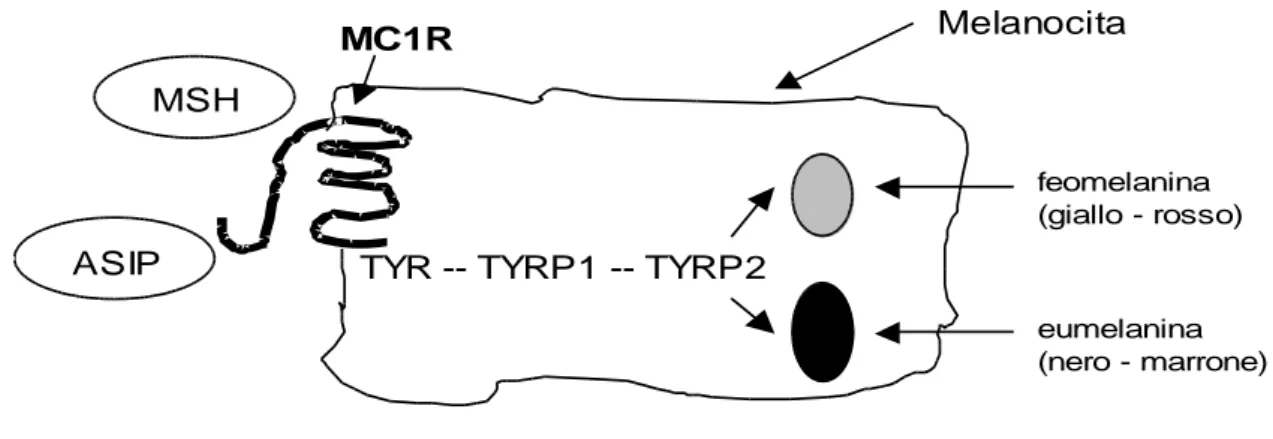 Figura 12: Rappresentazione schematica delle interazioni biochimiche controllate da MC1R che portano alla formazione dei due tipi di melanina.