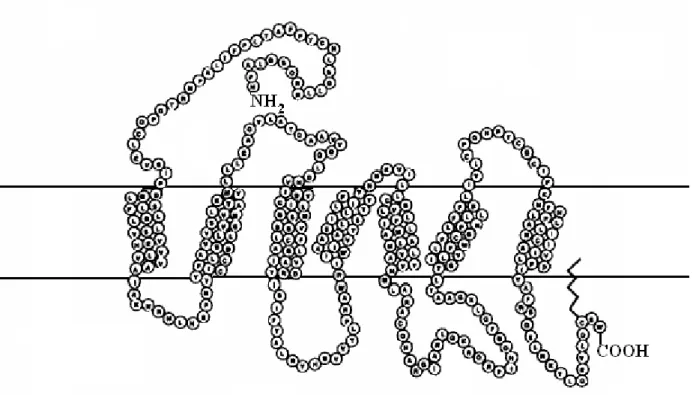 Figura  13:  Rappresentazione  schematica  della  struttura  secondaria  aminoacidica  dell’allele  E +  di  MC1R (modificato da Rouzaud et al., 2000).