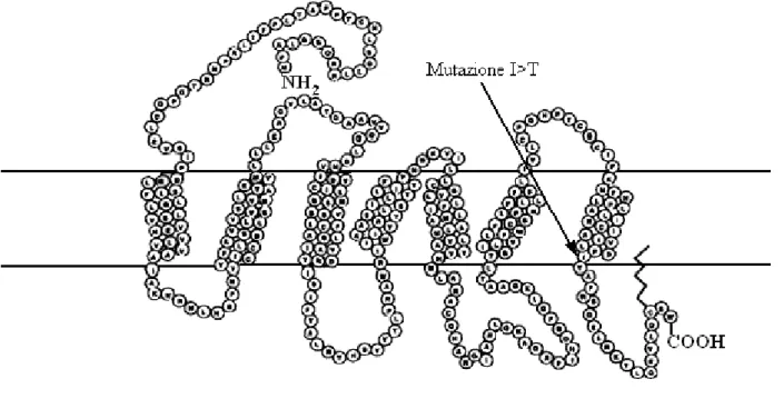 Figura  17:  Rappresentazione  schematica  della  struttura  secondaria  aminoacidica  dell’allele  e f   di  MC1R (modificato da Rouzaud et al., 2000).