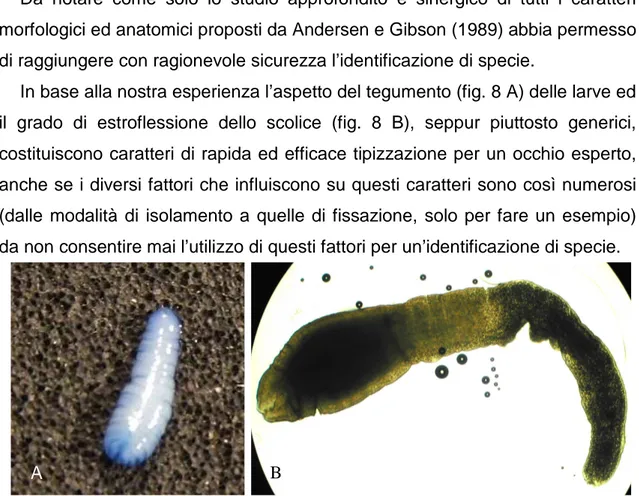 Fig.  8  -  larve  plerocercoidi  di  D.  latum:  A)  esemplare  colorato  con  blu  di  lattofenolo  per  evidenziare l’aspetto della superficie corporea; B) esemplare allo stereo microscopio