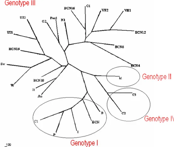 Figura 1.3: Albero filogenetico indicante la distanza dei 4 genotipi 