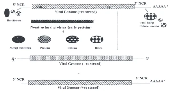 Figura 4.1: Schema della replicazione virale (da Panda et al.,2007)  