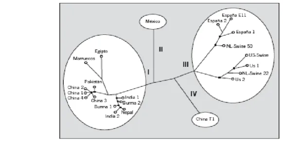 Fig 1. Albero filogenetico di HEV