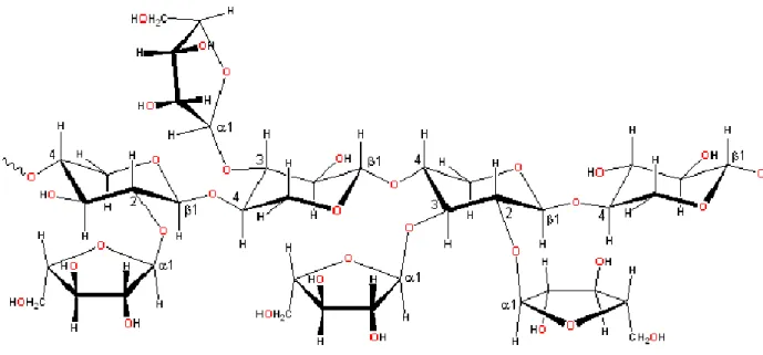 Fig. 4  Struttura di base degli xilo-oligosaccaridi 