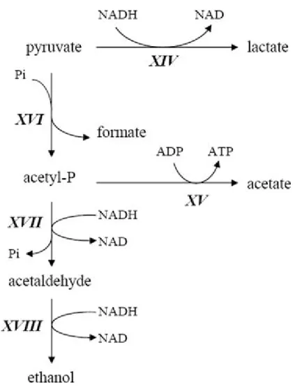 Fig. 8 Formazione di etanolo nel pathway metabolico dei bifidobatteri. 