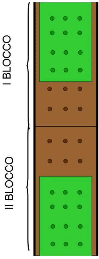 Figura 15- Rappresentazione schematica dell’interfilare del vigneto dell’Università di Bologna in cui sono  stati posizionati i mini-lisimetri, rappresentati dal simbolo      (suolo inerbito)        (suolo nudo)