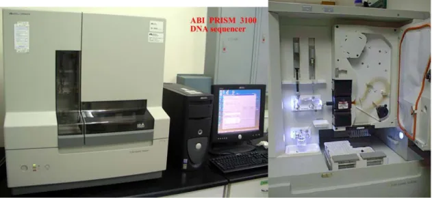 Figura 7: Sequenziatore automatico ABI PRISM 3100 Genetic Analyzer a 16 capillari della ditta Applied Biosystem,  con particolare dell’array e dei capillari