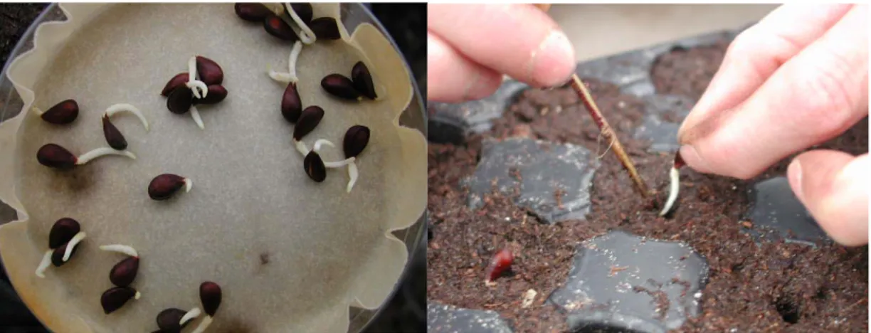 Figura 13: Semi germinati dopo due mesi a 4°C e messa in dimora in serra a Cadriano-DCA-BO