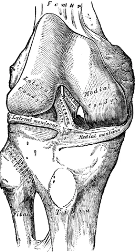 Figure 1.7: Right knee-joint, from the front, showing interior ligaments  (Gray, 1918)