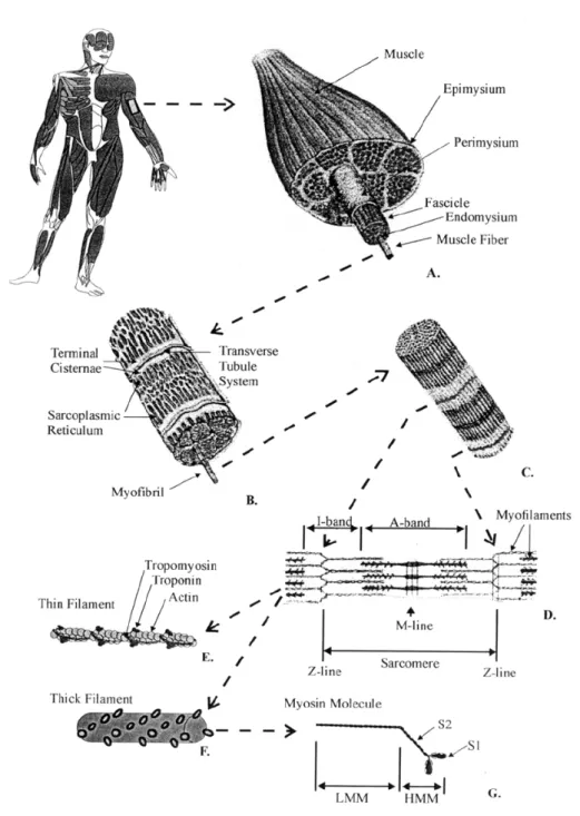 Figure 1.14: Schematic representation of the organizational structure of  muscle. The gross muscle is composed of bundles of fascicles that consist of  groups of fibres