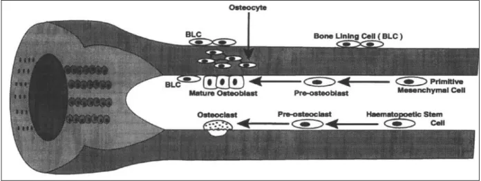 Figure 2 – Schematic diagram of a developing long hone illustrating the cells of bone 