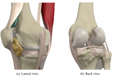 Figure 2.1: A lateral view (a) and back view (b) of the knee. The main structures which constitute the joint are represented [34].