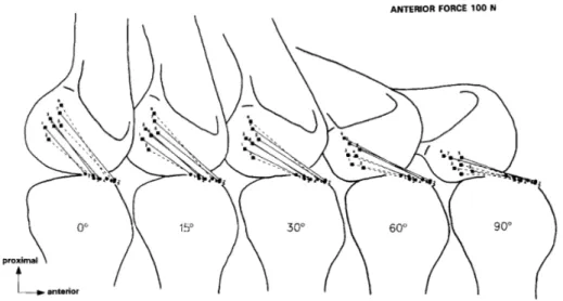 Fig. 3.  Medial  views of the  line  element  representations  of the ACL  (a) and  the  PCL  (b) in  situ at 0