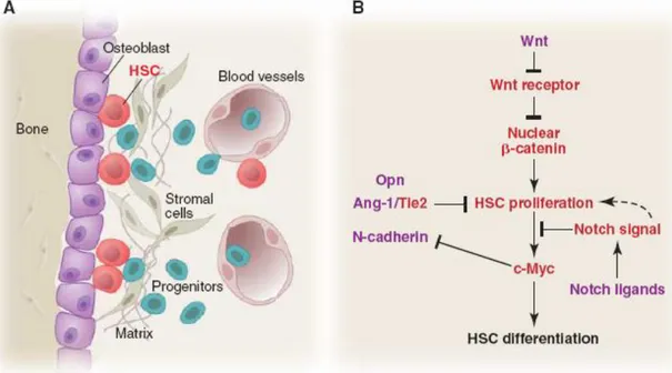 Fig 10: Stem cells and their niche in the bone marrow . A) HSCs and their  niche  cellular  component  ;  B)  possible  molecular  signals  that  HSCs  send  and  receive  for  regulating  their  proliferation  and  differentiation  (Moore  et  al., 2006) 