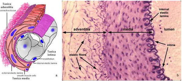 Fig.  15:  The  layers  in  the  artery  (intima,  media,  adventitial  layer).  a)  Schematic representation; b) Hystology ( H&amp;E)