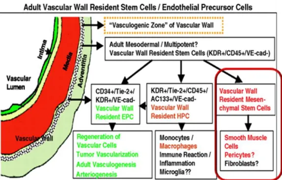 Fig.  17:  Hypothetical  scheme  of  the  “  Vasculogenic  zone”  in  the  arterial  wall (Zengin et al., 2006) 