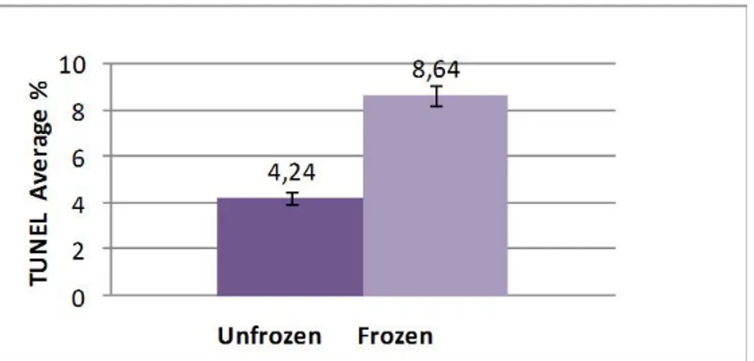 Fig.  26:  Average  of  TUNEL  positive  cells  in  unfrozen  and  frozen  human  arterial tissue