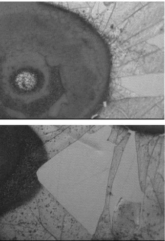 Figura 3.1. Fotografie al microscopio ottico di film ottenuti su Pt dopo 150 s di  elettrodeposizione, in cui sono evidenti zone scoperte (MAG = 20X)
