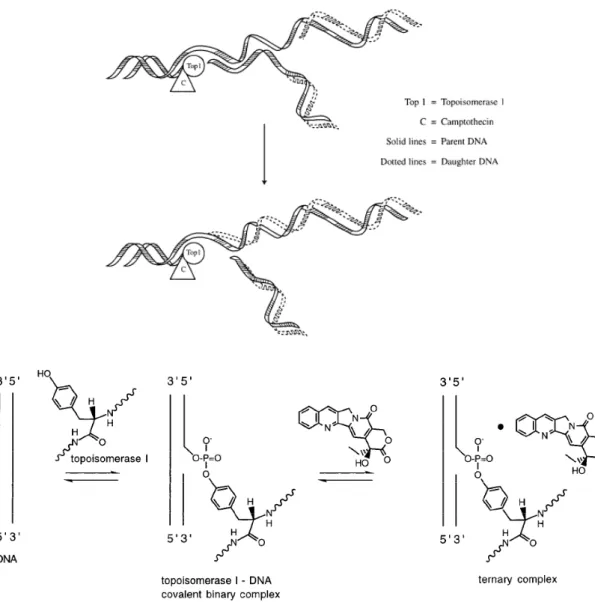 Figura 4. Meccanismo dell’apoptosi cellulare indotta dalla CPT. 