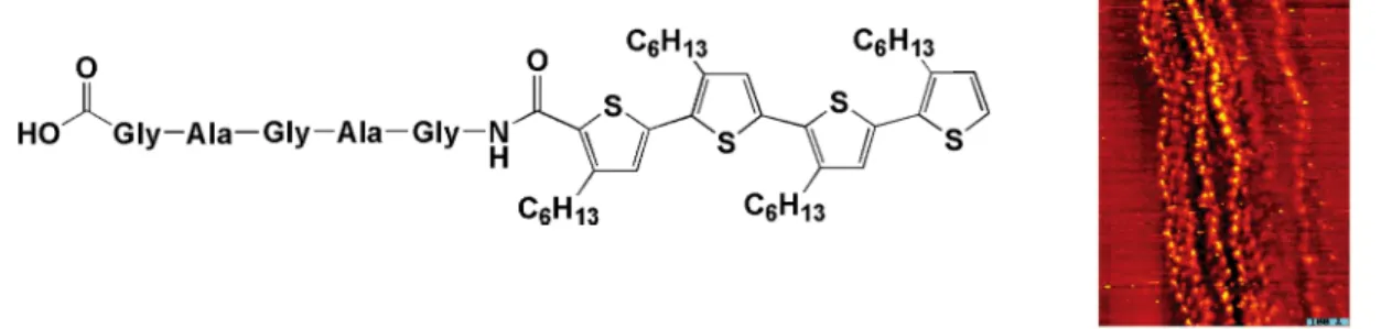 Figure 1.11 Molecular structure and STM image of the supramolecular organization of  biohybrid quaterthiophene