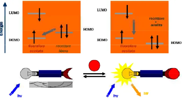 Figura 3. Schema di un sensore per ioni metallici in cui la fluorescenza è mediata attraverso PeT 