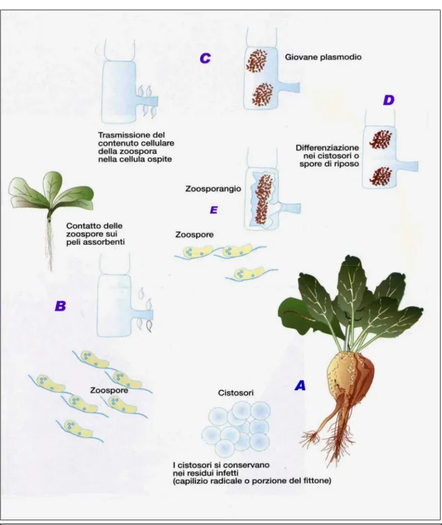 Figura 1.5: Ciclo vitale di Polymyxa betae Keskin (Fonte: ”Le tecniche di coltivazione delle principali colture  agroindustriali”